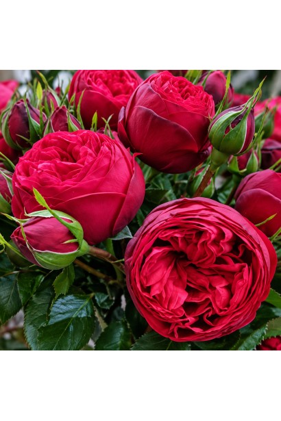 Роза чайно-гибридная спрей Ред Пиано|Hybrid Tea Spray Rose Red Piano|Троянда чайно-гібридна спрей Ред Піано 